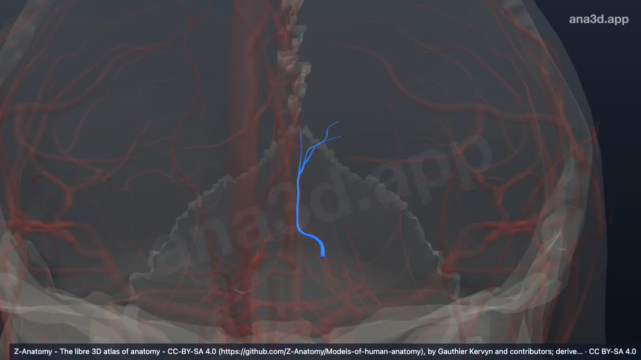 3D-Modell: Linke Arteria parietooccipitalis