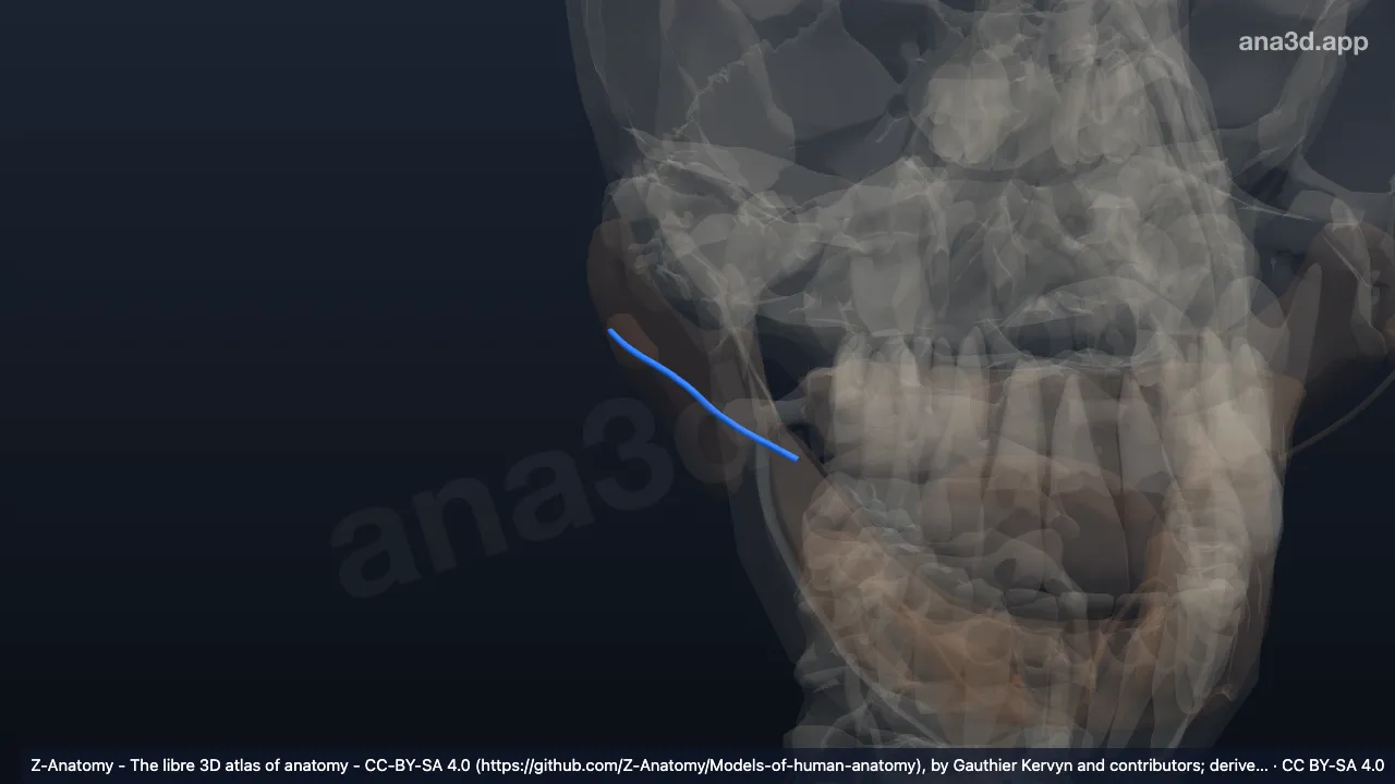3D model: right parotid duct