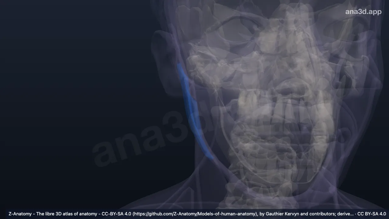 3D 模型：右腮腺咬肌区