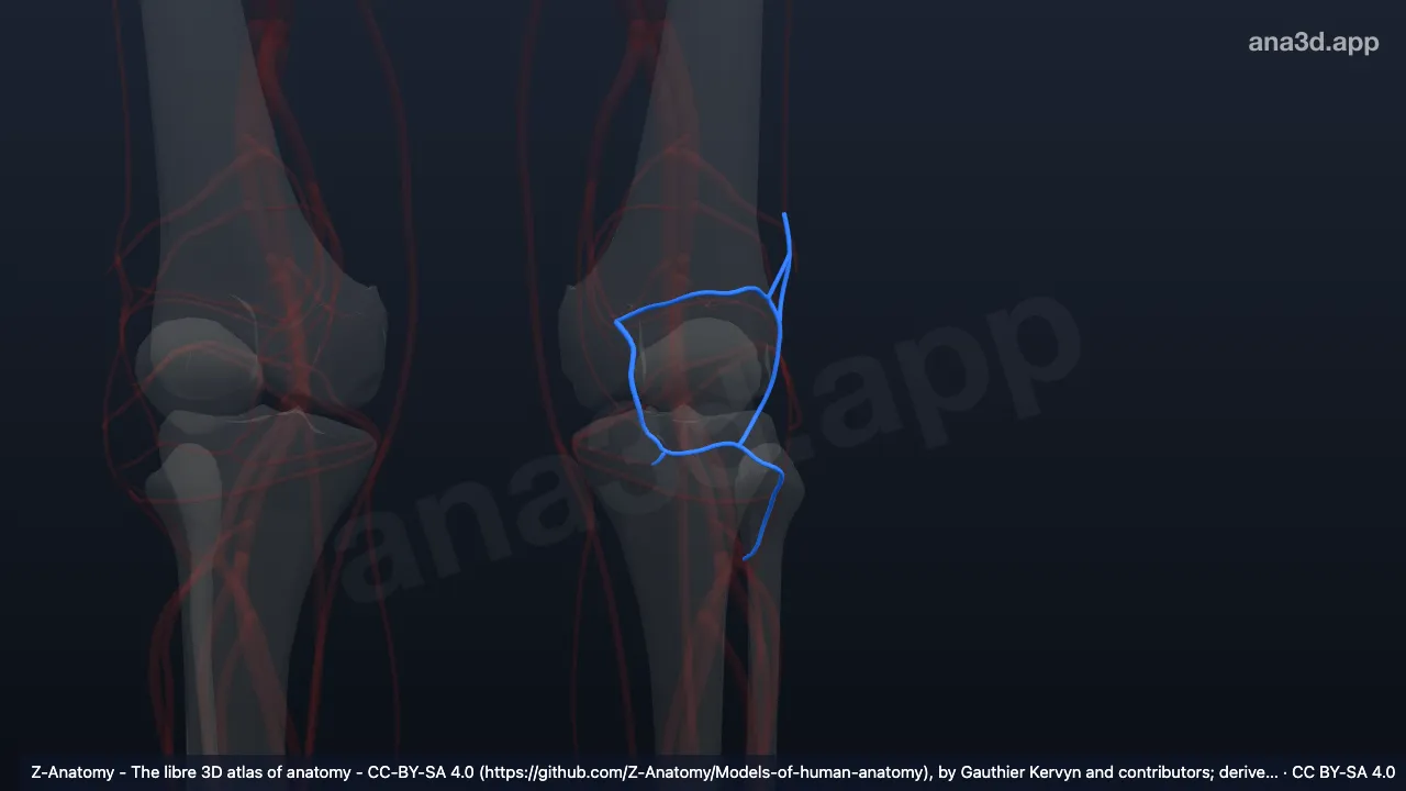 Modelo 3D: Anastomosis patelar izquierda