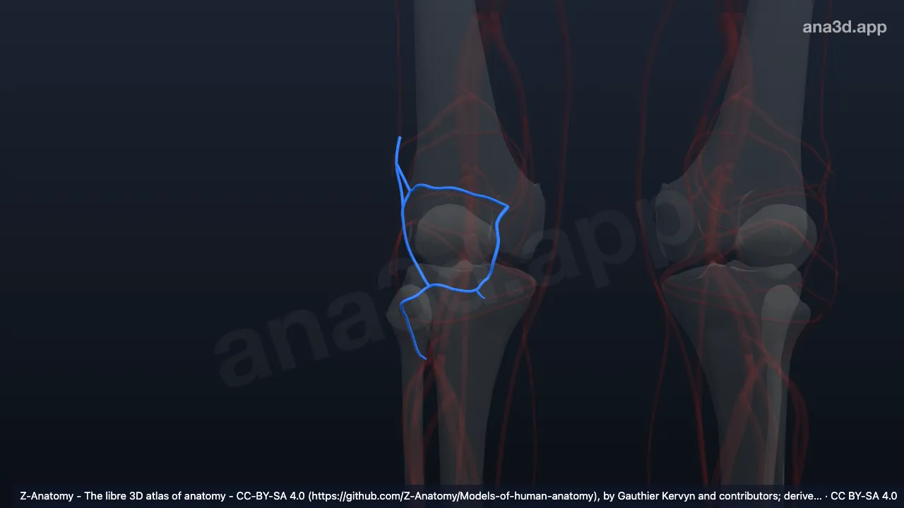 Model 3D: Anastomosis patelaris kanan