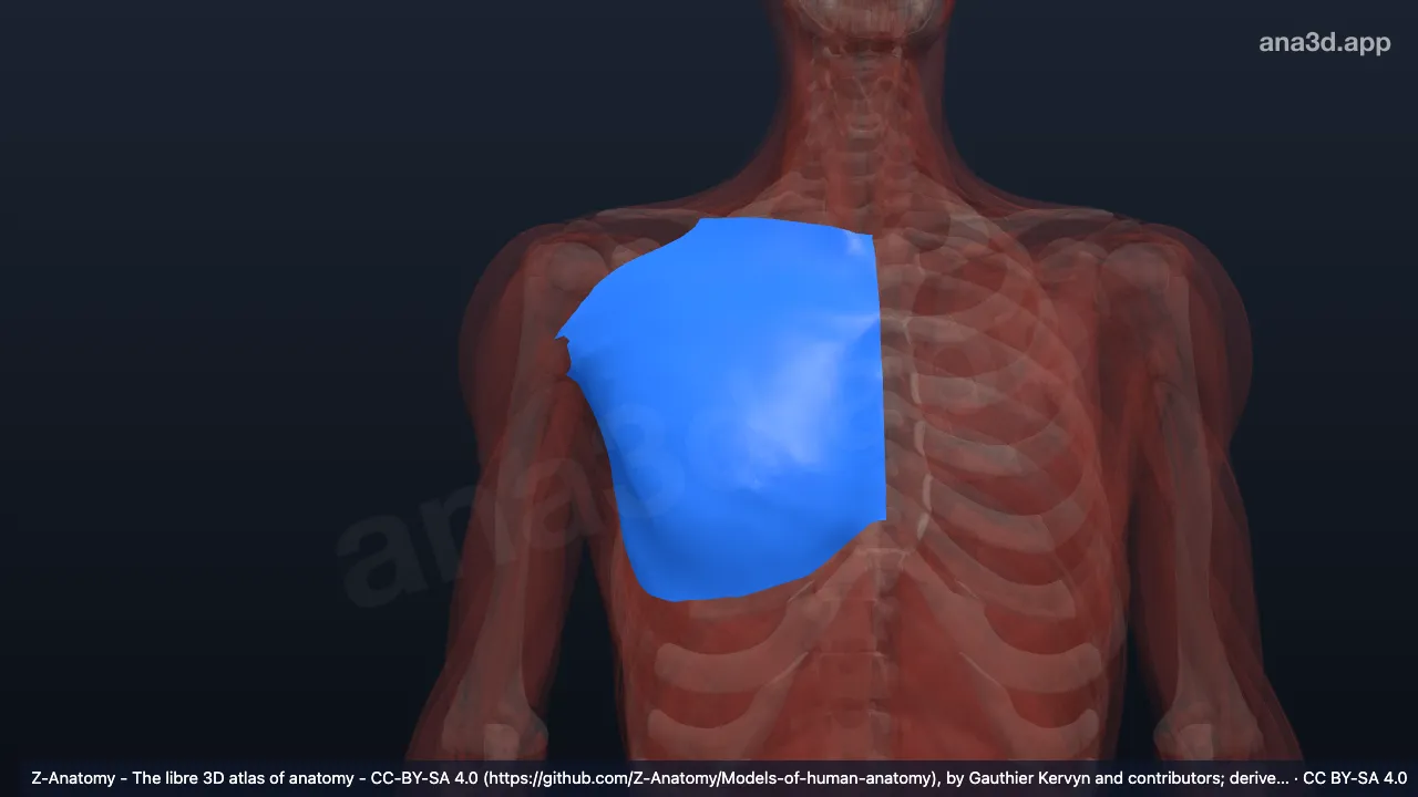 Modèle 3D : Fascia pectoral droit
