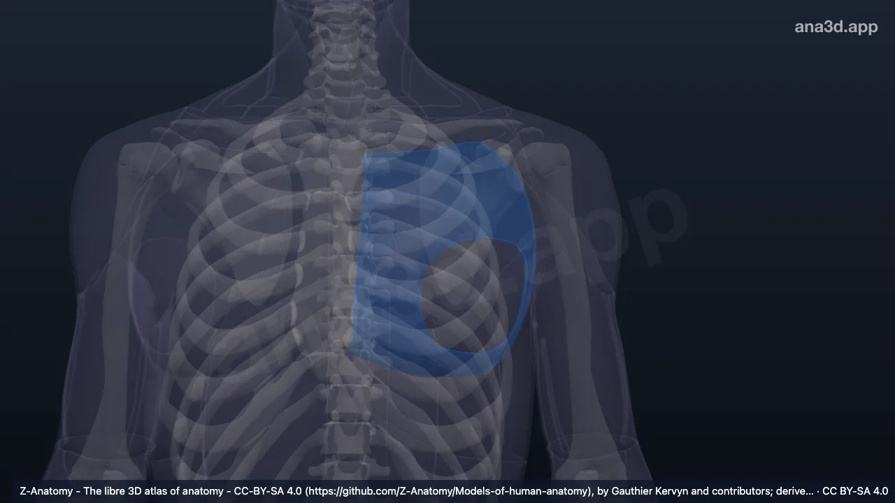 3D model: left pectoral region