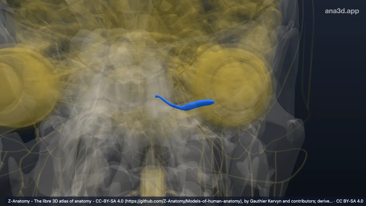 Model 3D: Pedunkulus flokulus kiri