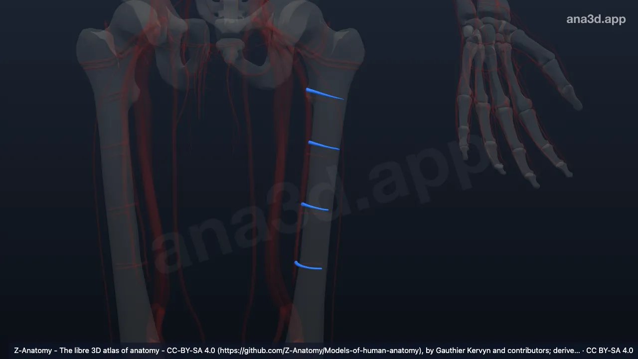 Modelo 3D: Artérias femorais perfurantes esquerdas