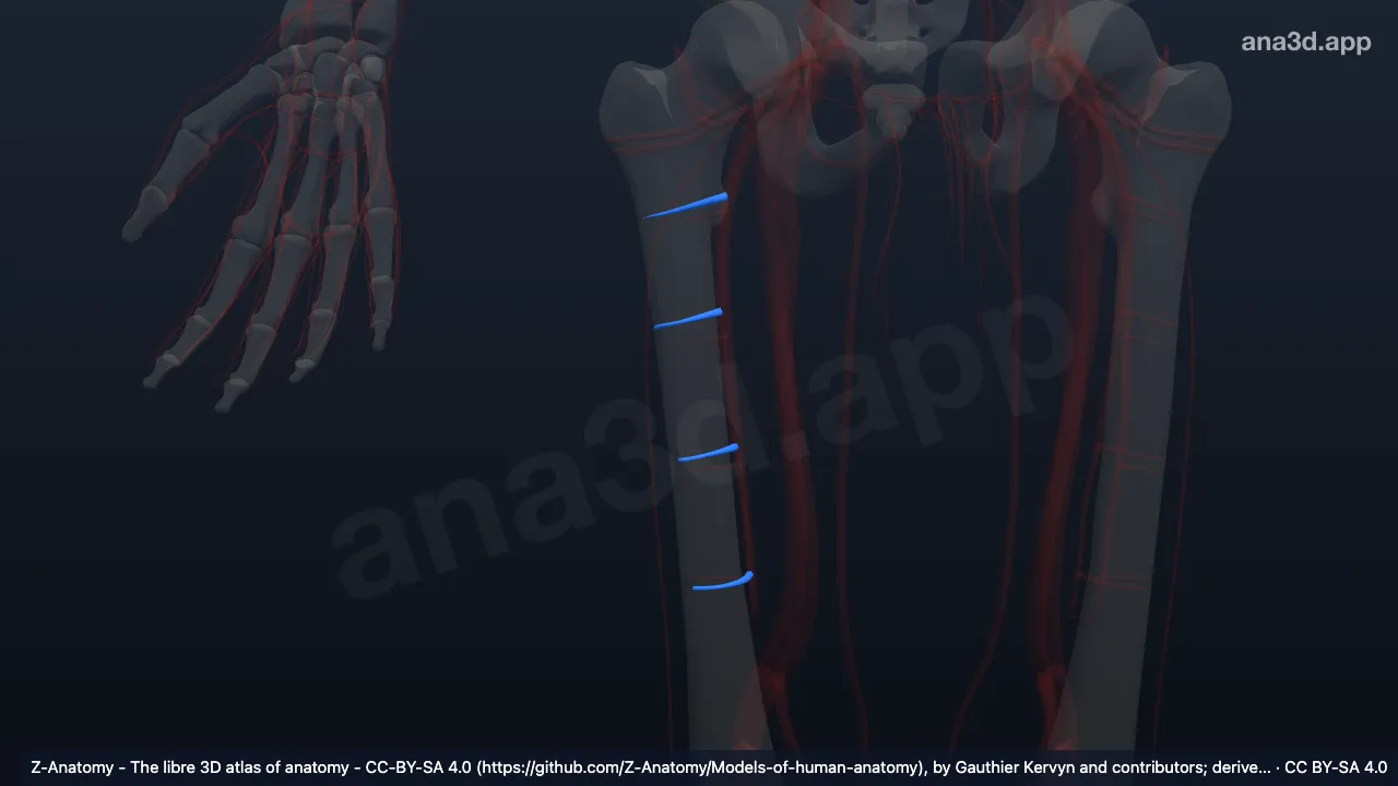 Modelo 3D: Artérias femorais perfurantes direitas
