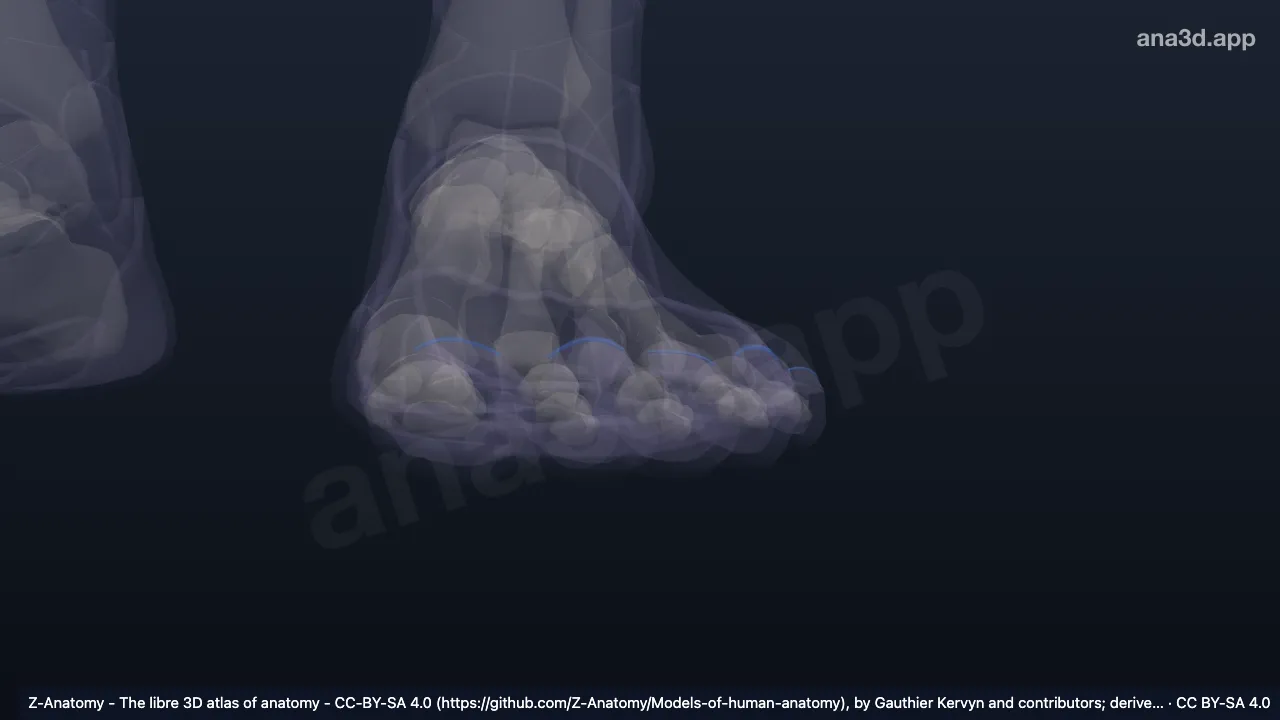 3D-Modell: Linkes Perionyx (Fuß)