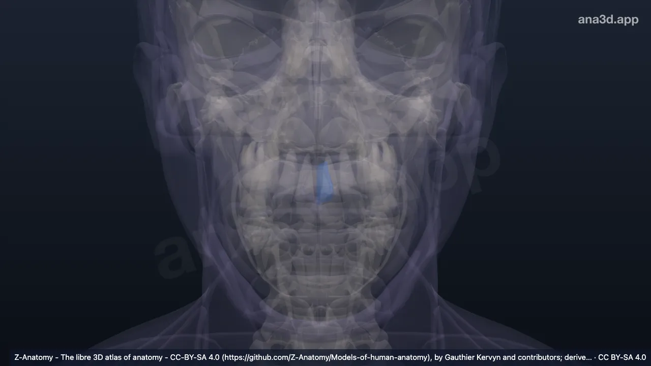 Model 3D: Filtrum kiri