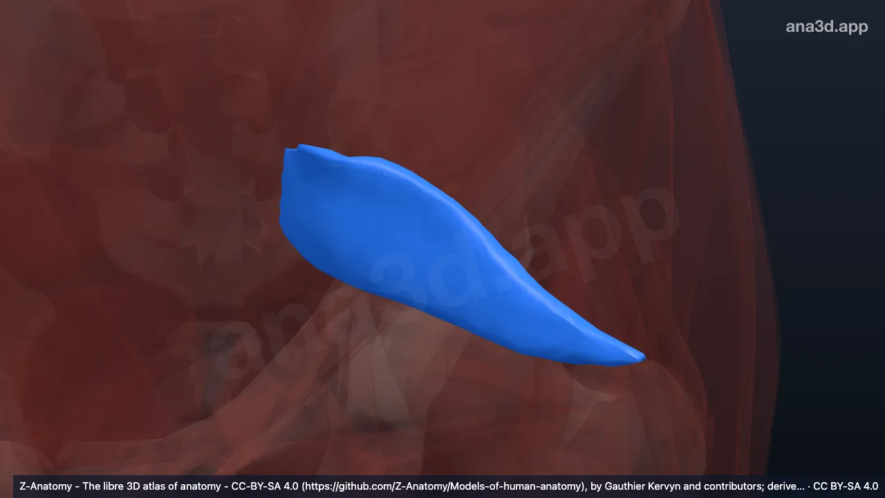 Modèle 3D : Fascia du muscle piriforme gauche