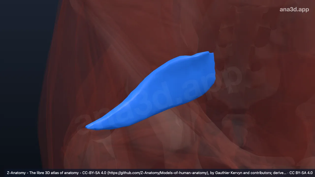 3D 模型：右梨状肌筋膜