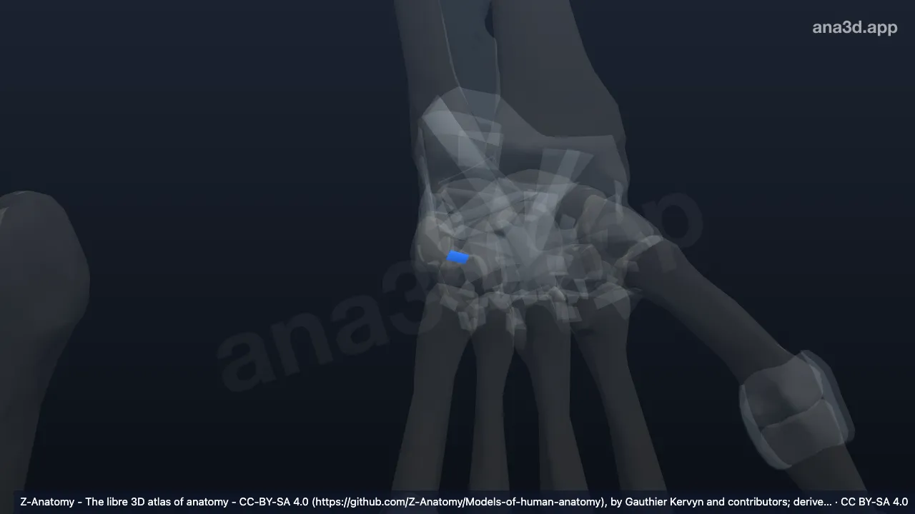 3D model: left pisohamate ligament