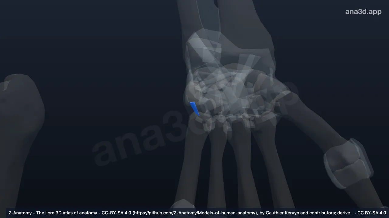 Modelo 3D: Ligamento pisometacarpiano izquierdo