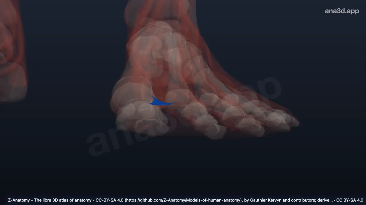Modelo 3D: Aponeurose plantar esquerda