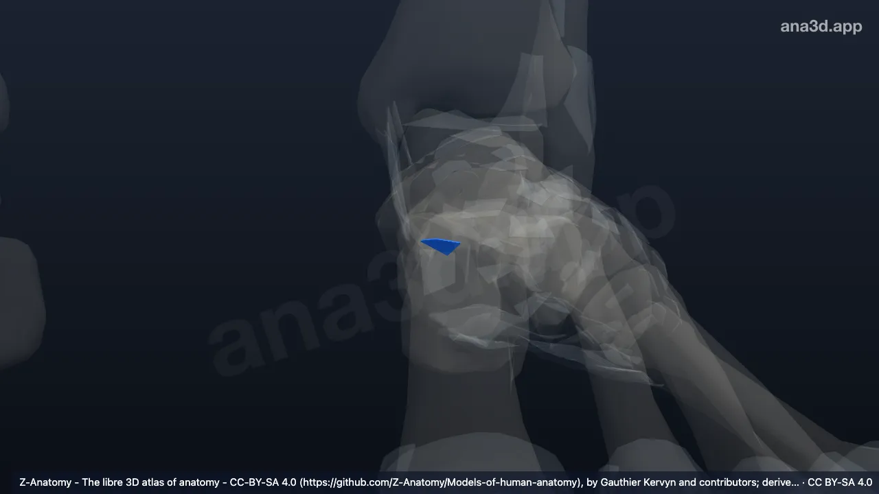 Modelo 3D: Ligamento calcaneonavicular plantar esquerdo