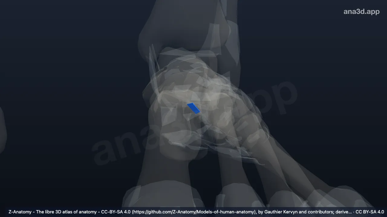 Modèle 3D : Ligament cuboïdonaviculaire plantaire gauche
