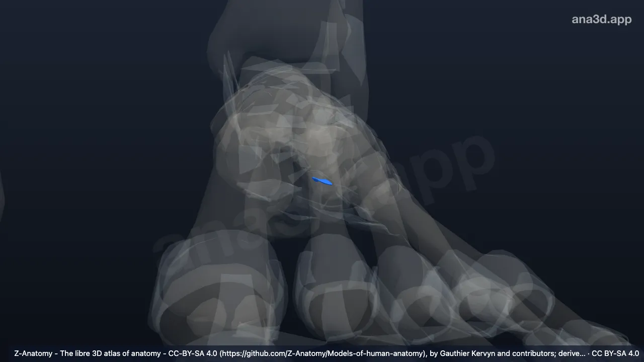 3D model: left plantar cuneocuboid ligament