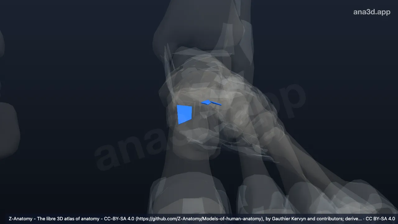 3D model: left plantar cuneonavicular ligaments