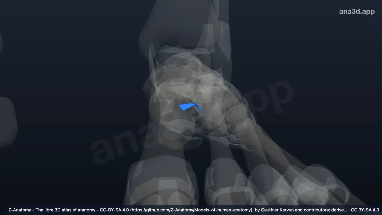 3D model: left plantar intercuneiform ligaments