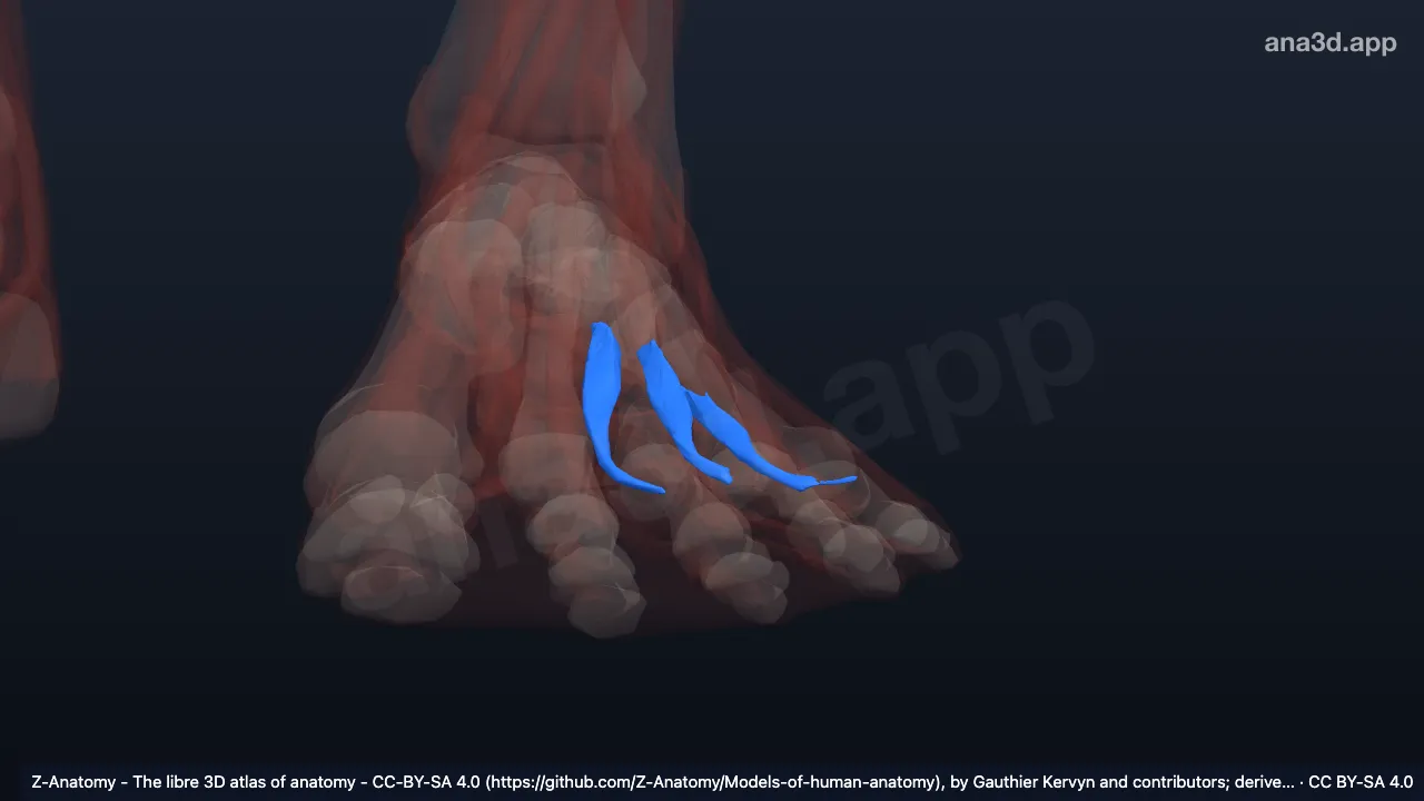 3D-Modell: Linke Musculi interossei plantares