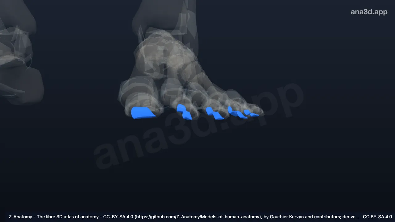 Modèle 3D : Ligaments interphalangiens plantaires gauches