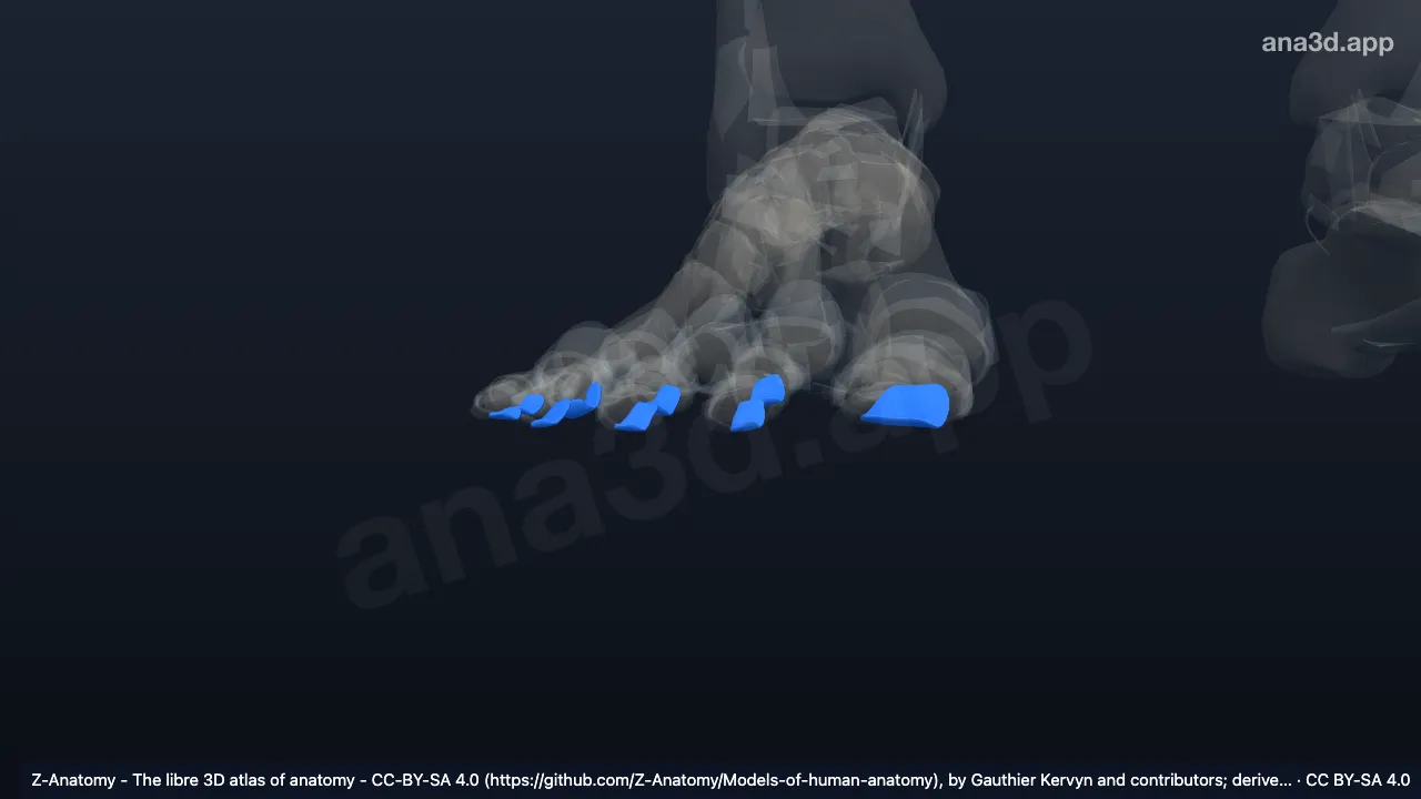 Modèle 3D : Ligaments interphalangiens plantaires droits