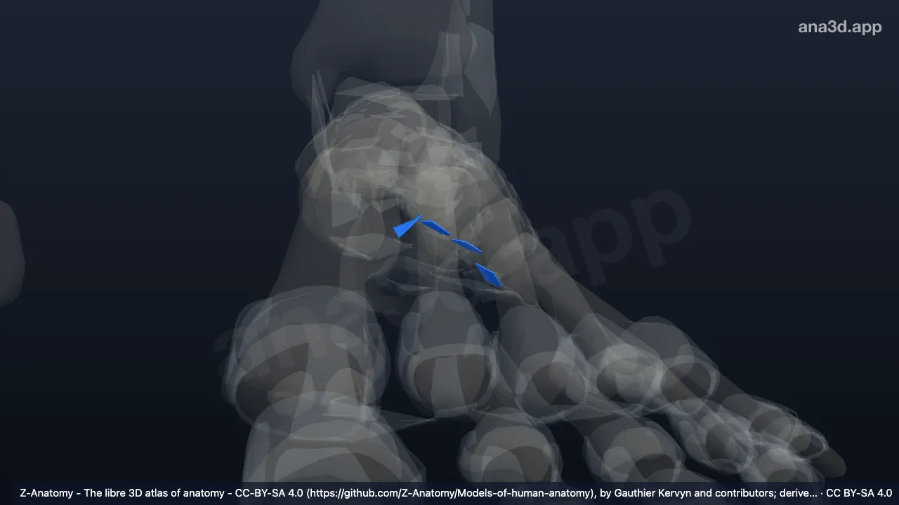 Modèle 3D : Ligaments métatarsiens plantaires gauches