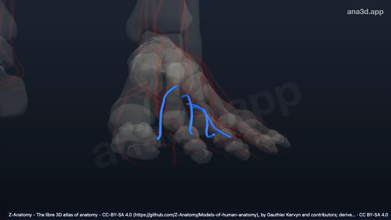 3D model: left plantar metatarsal veins
