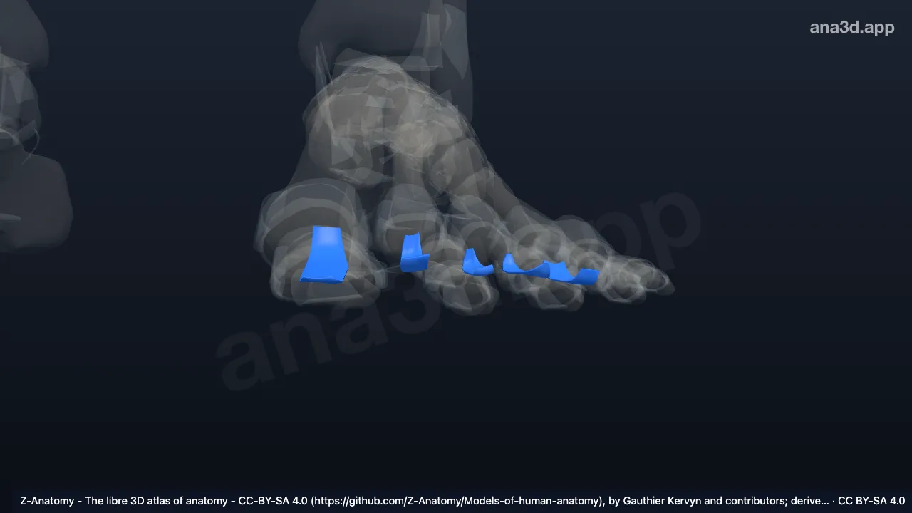 3D-Modell: Linke Ligamenta metatarsophalangea plantaria