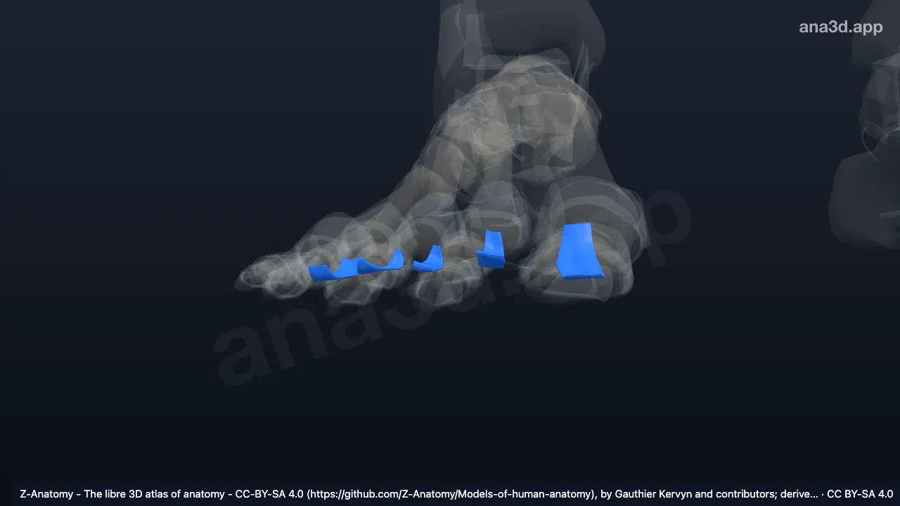 3D-Modell: Rechte Ligamenta metatarsophalangea plantaria