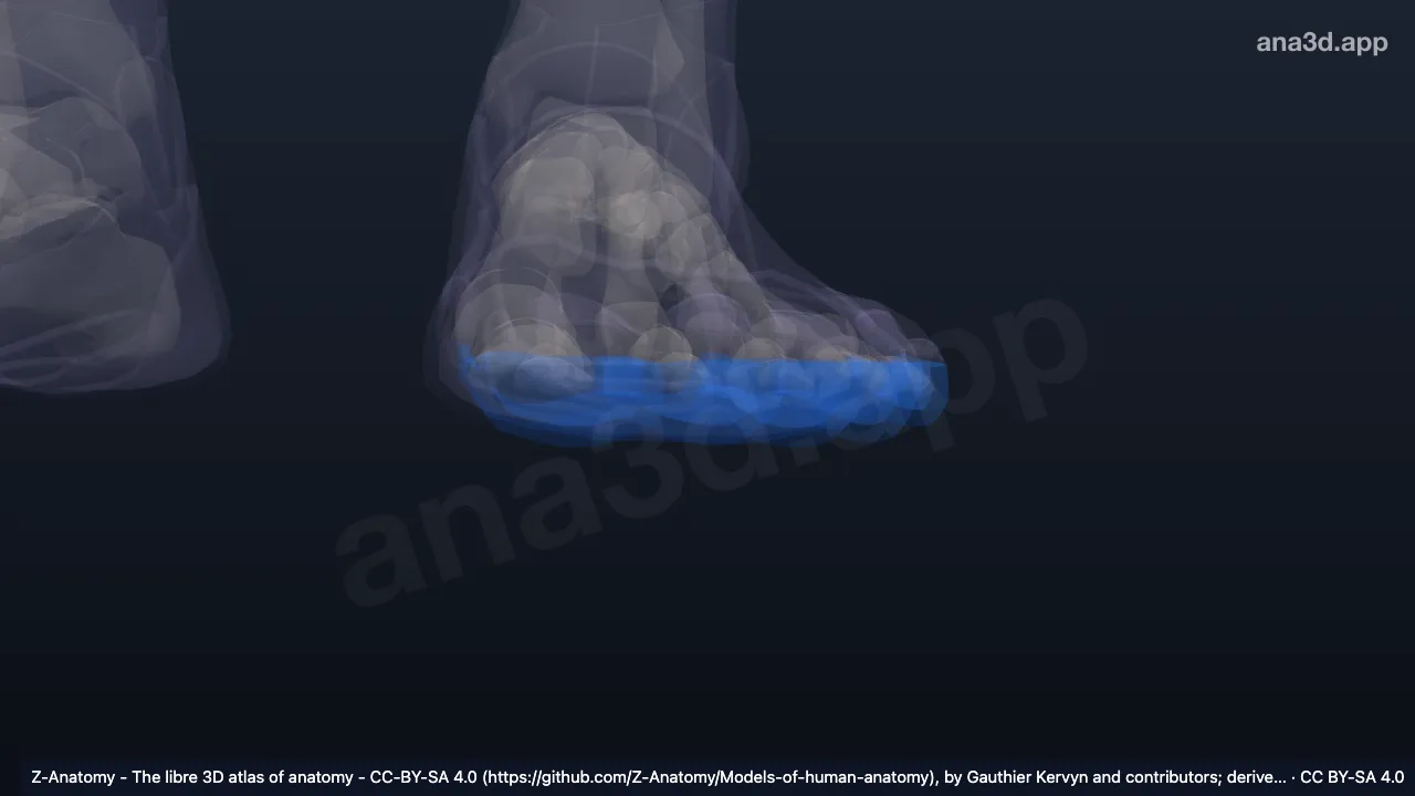 Model 3D: Permukaan plantar jari-jari kaki kiri