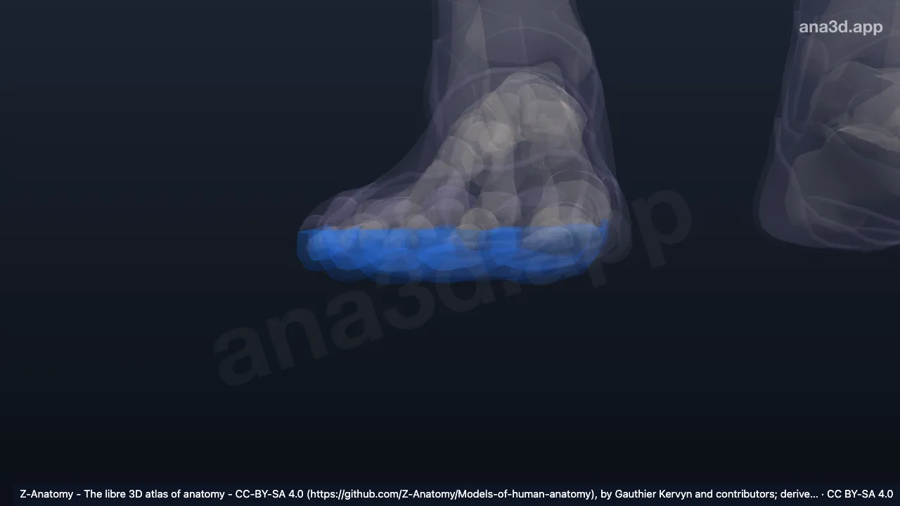 Model 3D: Permukaan plantar jari-jari kaki kanan