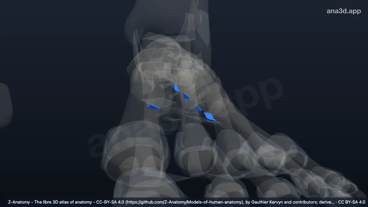 Modèle 3D : Ligaments tarsométatarsiens plantaires gauches