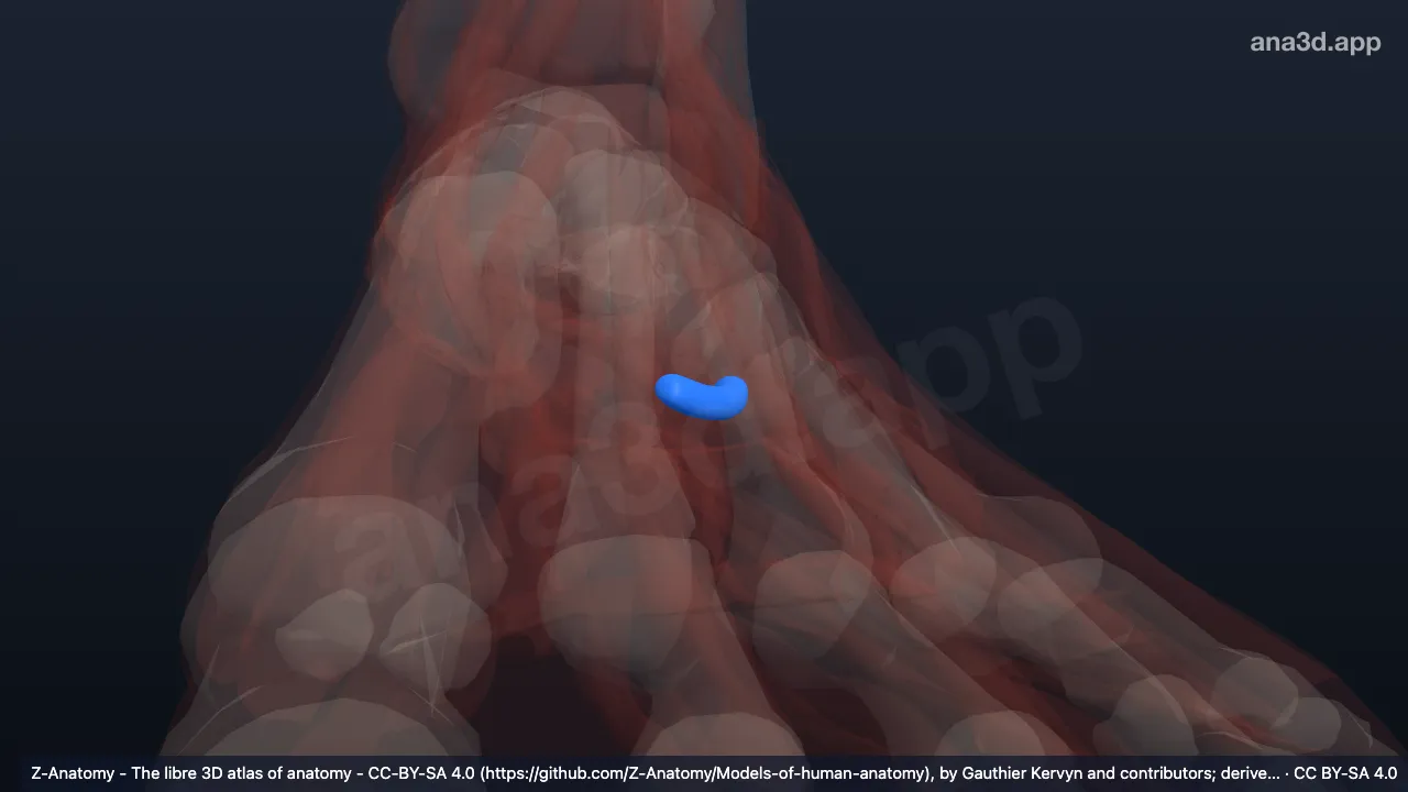 Modelo 3D: Bainha do tendão plantar do músculo fibular longo esquerdo