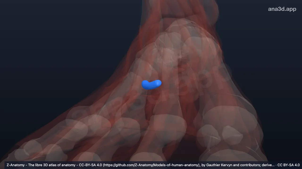 Modelo 3D: Bainha do tendão plantar do músculo fibular longo direito