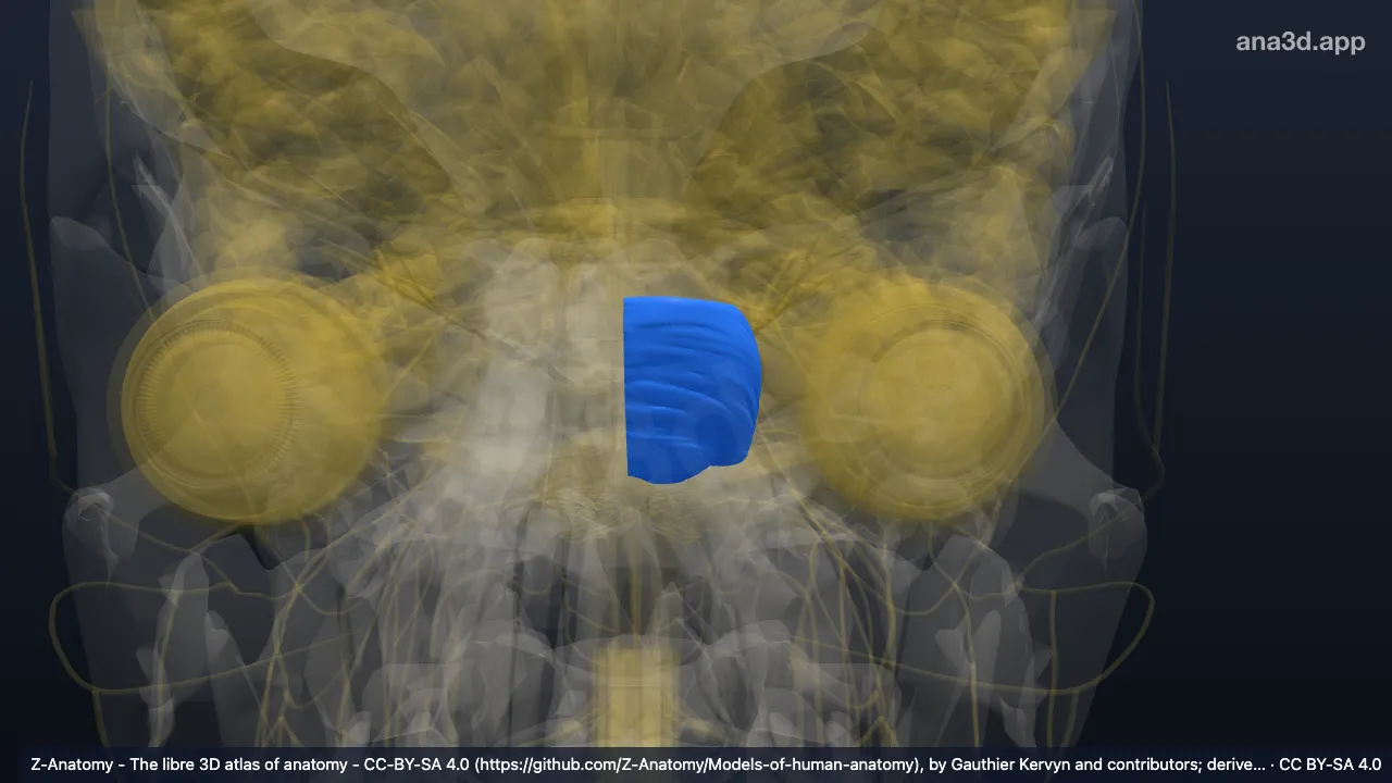 3D model: left pons