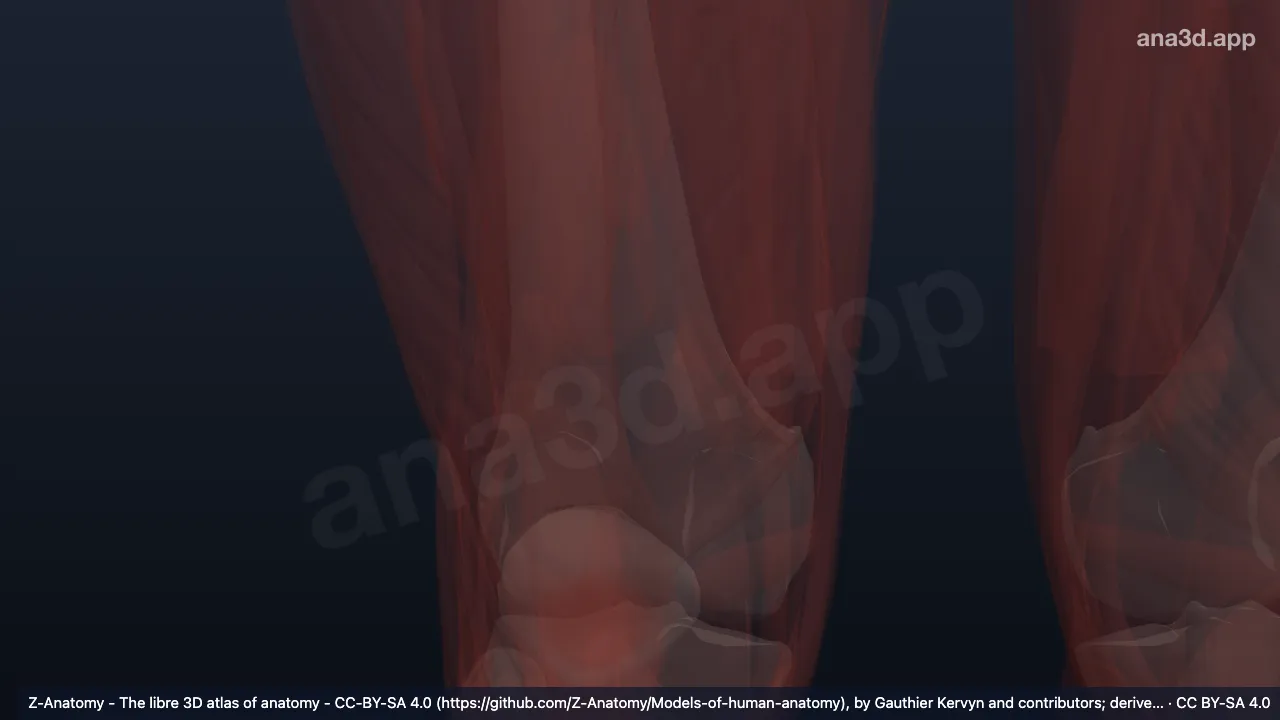 Modèle 3D : Fascia poplité droit