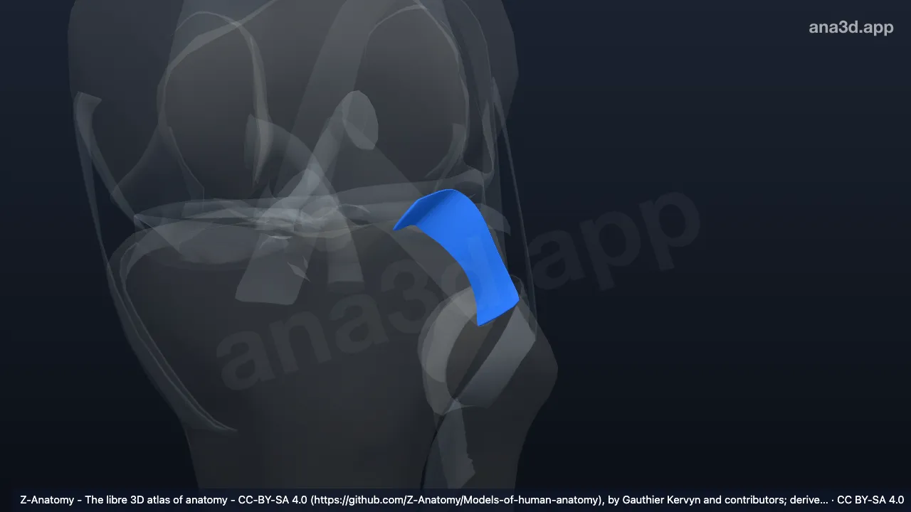 3D model: left popliteofibular ligament