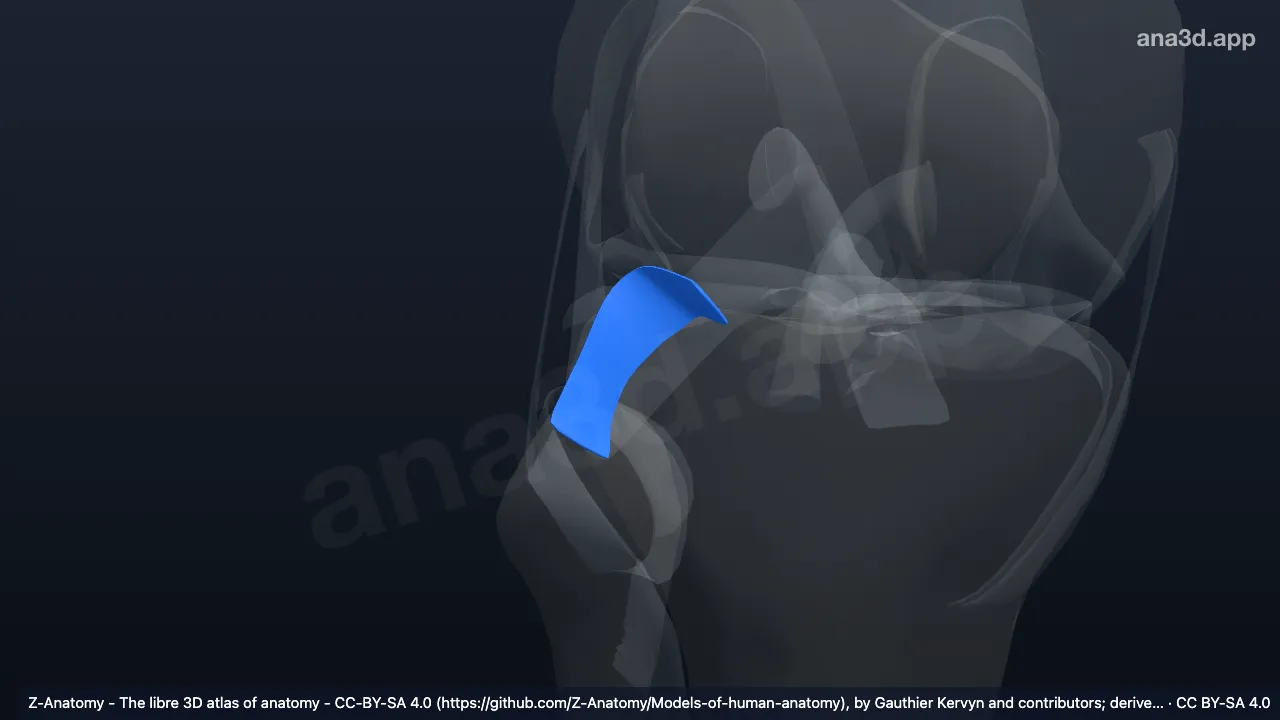 Modelo 3D: Ligamento poplíteofibular derecho