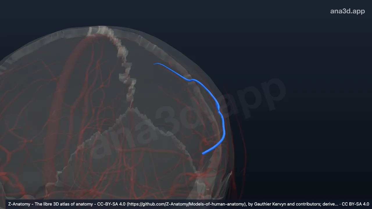 3D-Modell: Linker Ramus arteriosus postcentralis