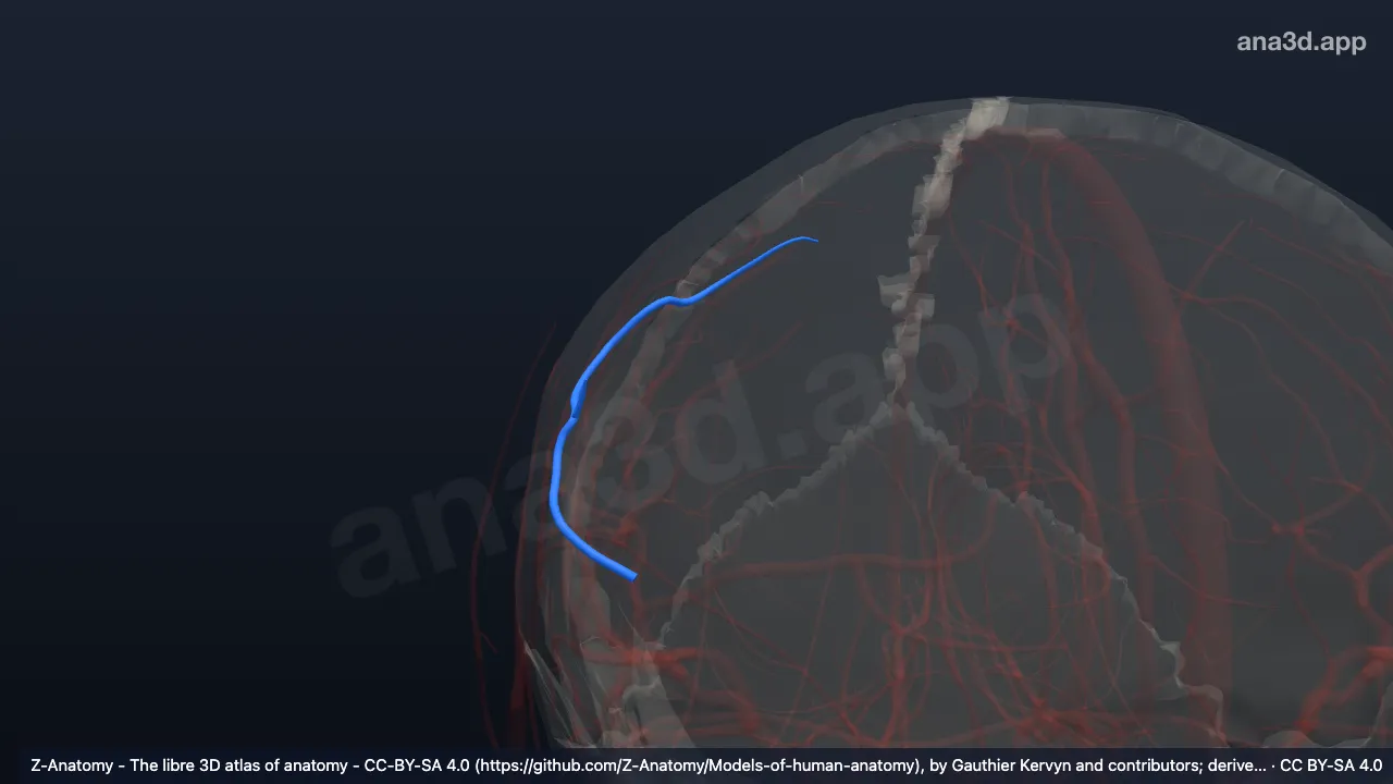3D-Modell: Rechter Ramus arteriosus postcentralis