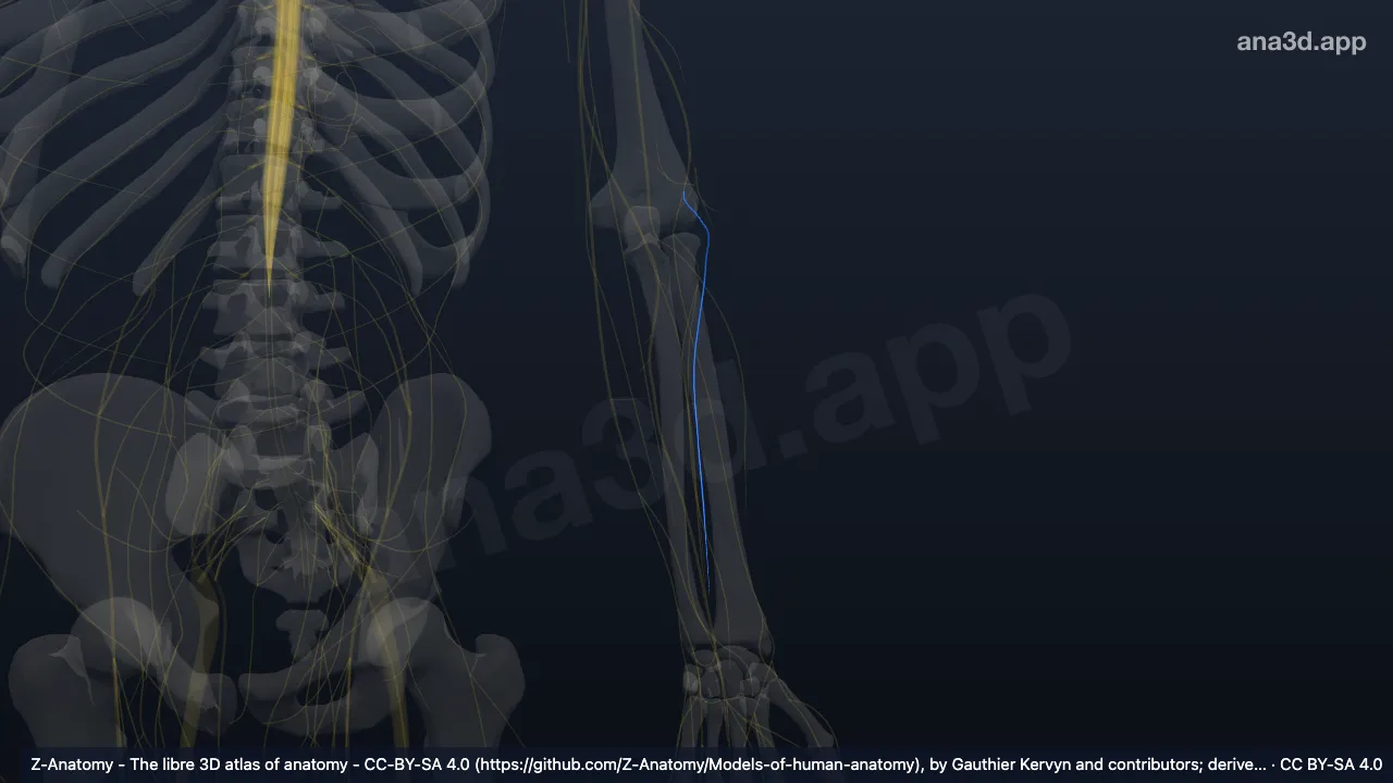3D 模型：左前臂后皮神经