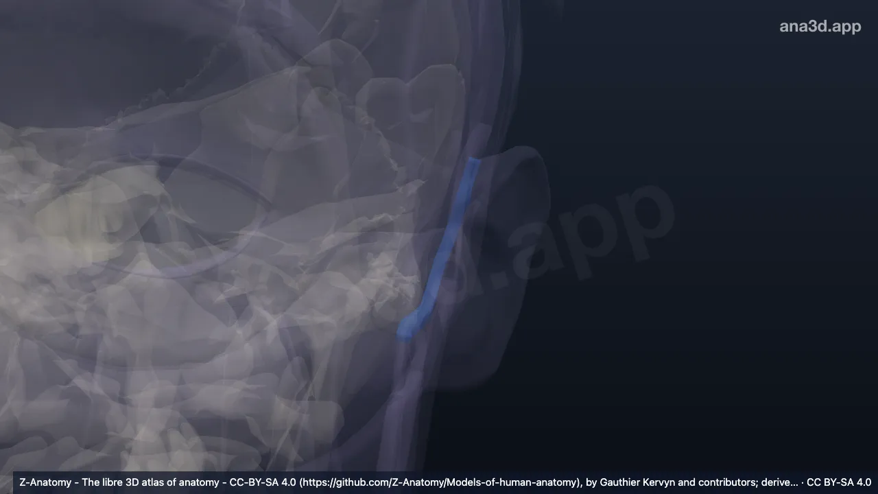 3D 模型：左耳后沟
