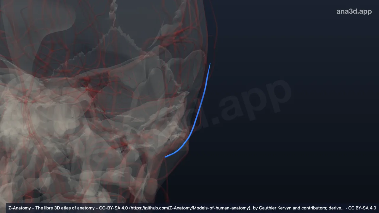 Modelo 3D: Vena auricular posterior izquierda