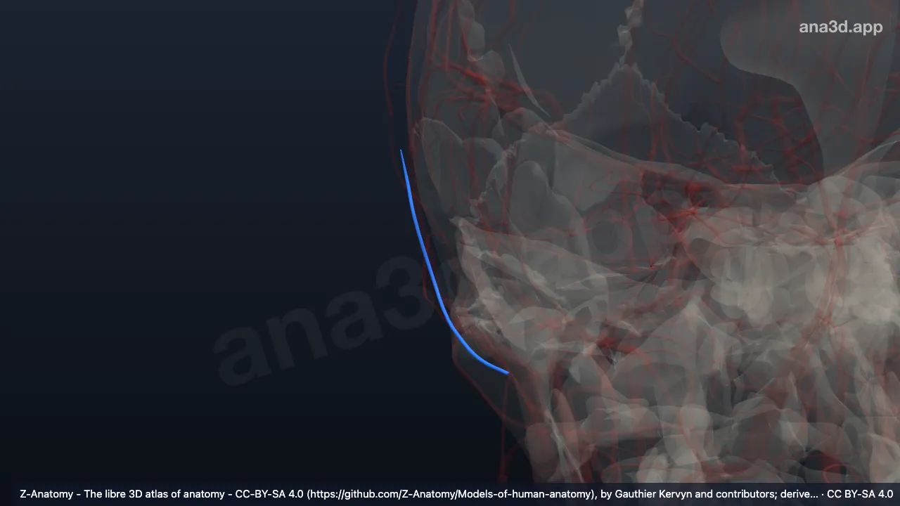 3D model: right posterior auricular vein