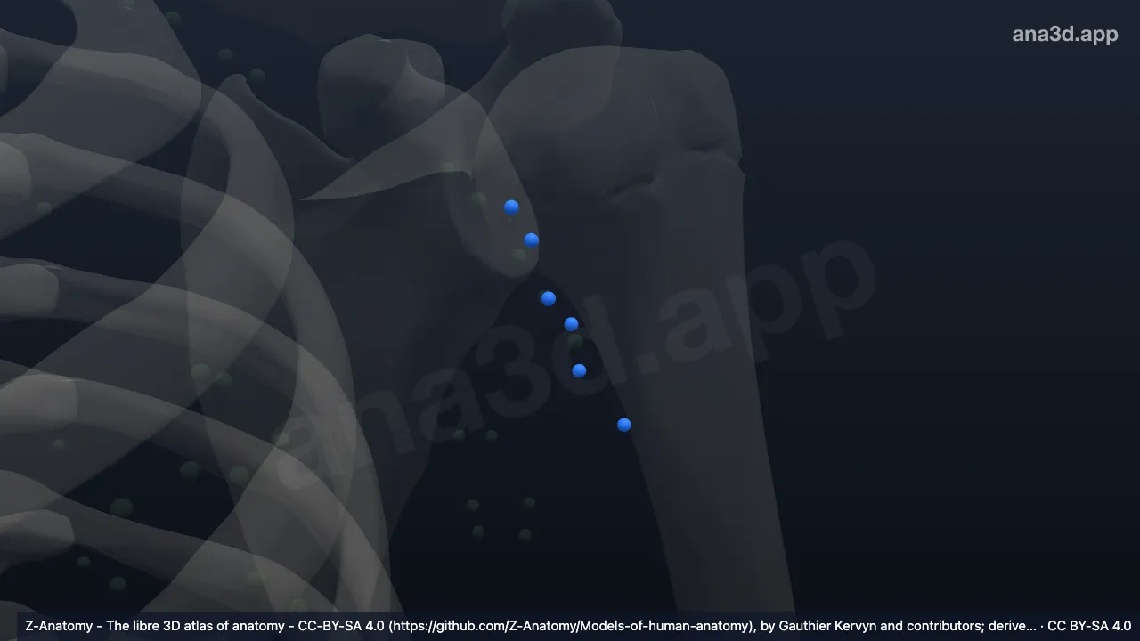3D model: left posterior axillary nodes