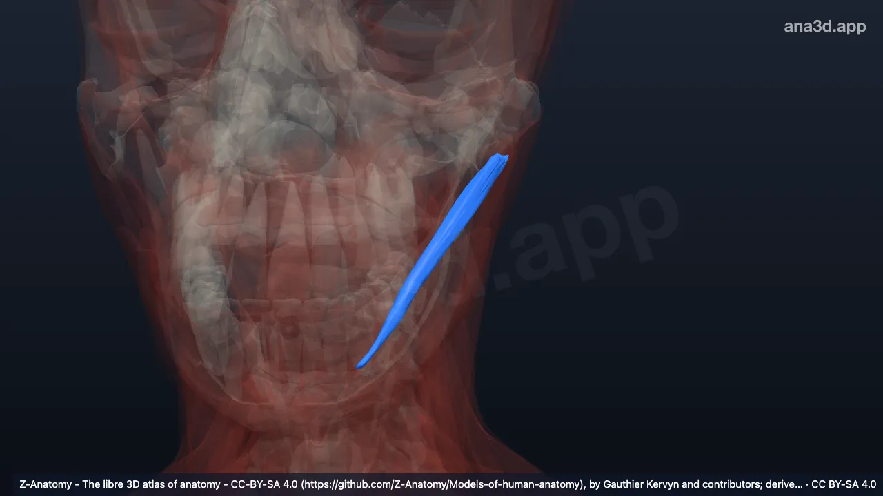 3D-Modell: Linker Venter posterior musculi digastrici