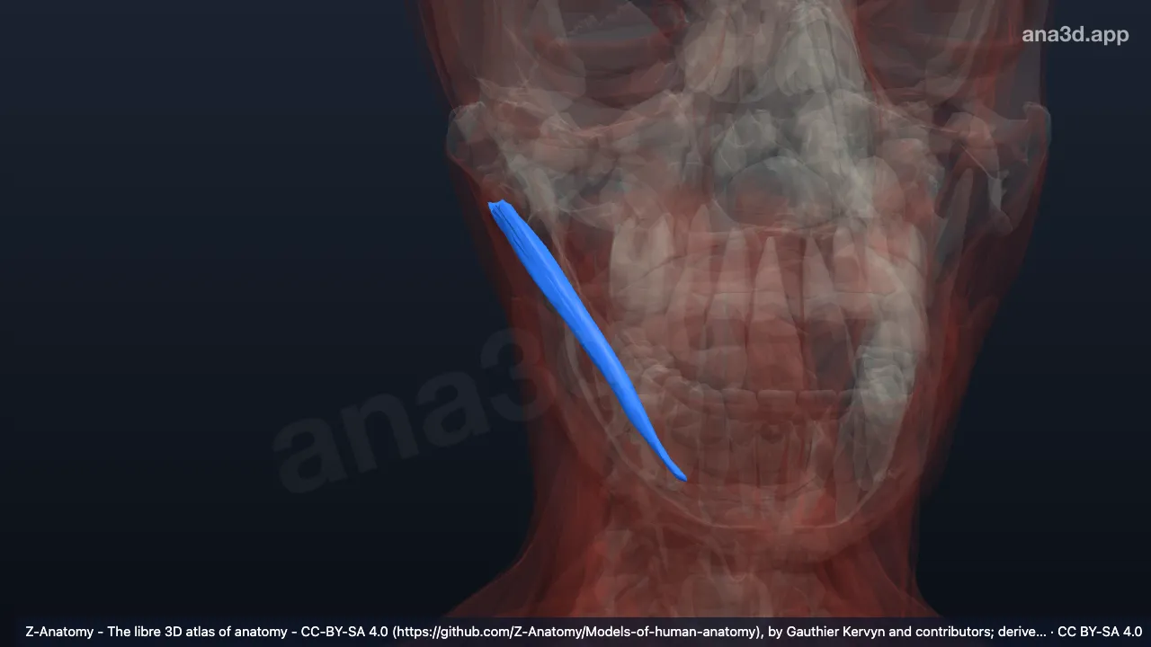 3D 模型:右二腹肌后腹