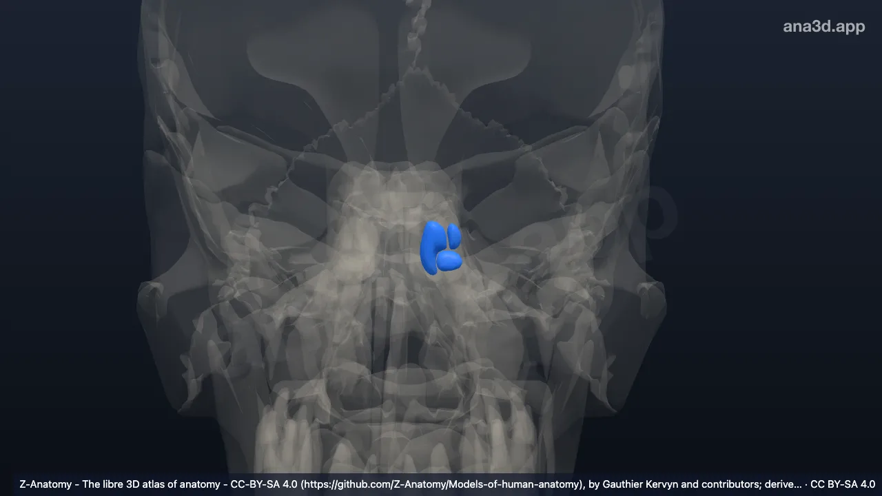 3D model: left posterior cells of ethmoid bone
