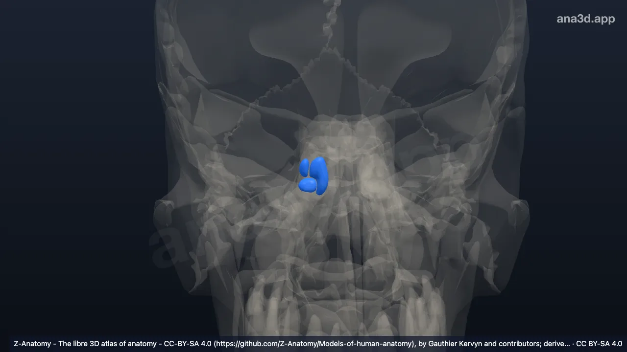 Modèle 3D : Cellules ethmoïdales postérieures droites