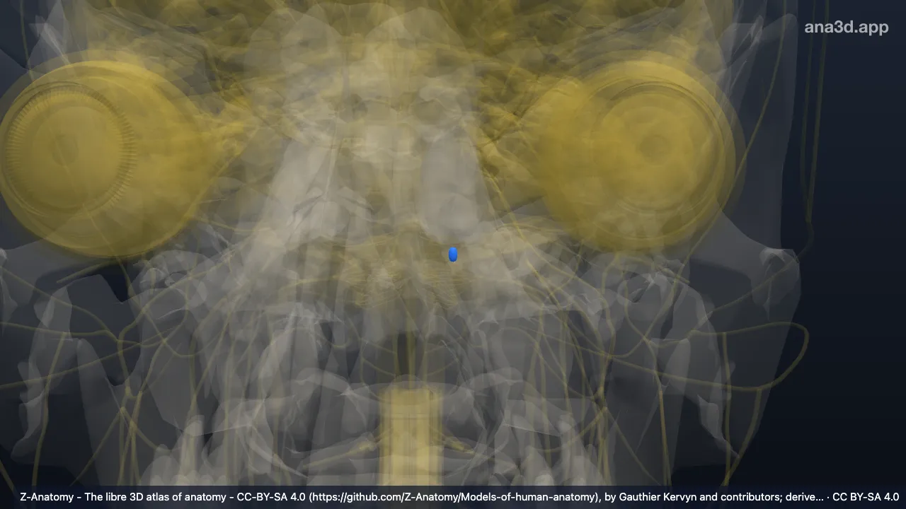 3D model: left posterior cochlear nucleus